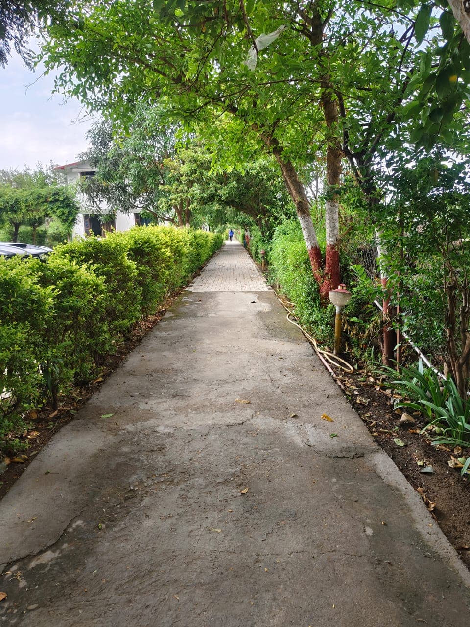 Lush Green Resort Pathway