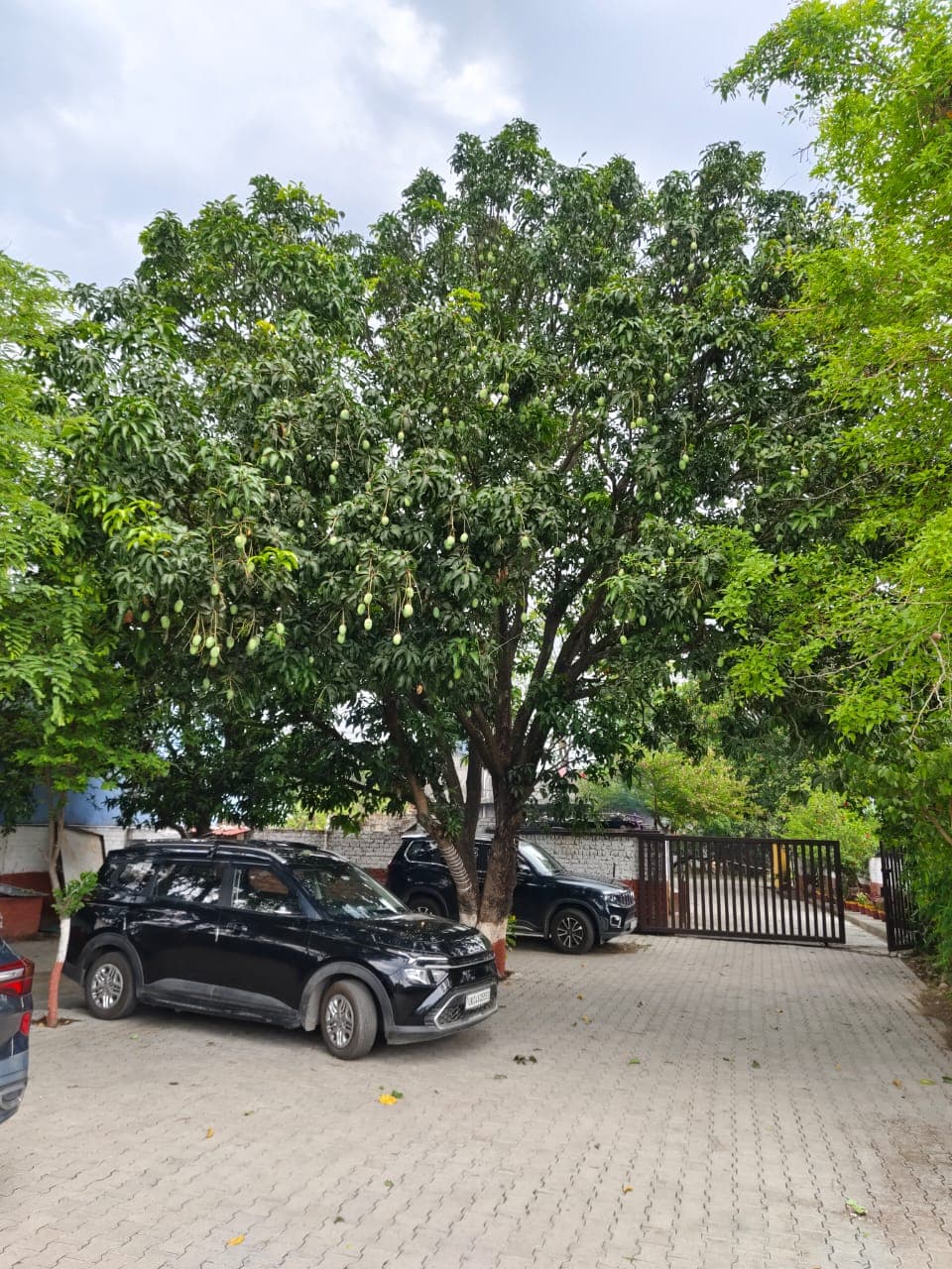 Majestic Mango Trees in Resort